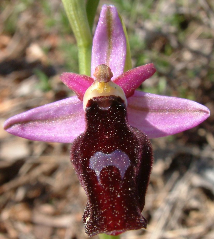Ophrys ferrum-equinum
